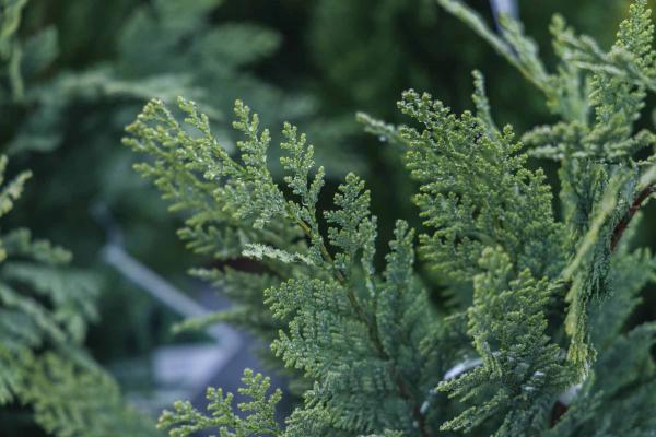 False Cypress Pinpoint&reg; Blue & Gold 7 Gallon