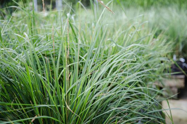 Feather Reed Grass  'Karl Foerster' 1 Gallon
