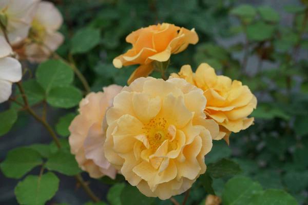 Climbing Rose Rise Up Amberness&trade; 3 Gallon