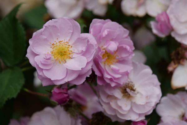 Climbing Rose Rise Up Lilac Days&trade; 3 Gallon