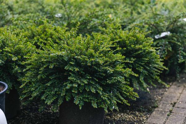 Cotoneaster 'Tom Thumb' 3 Gallon