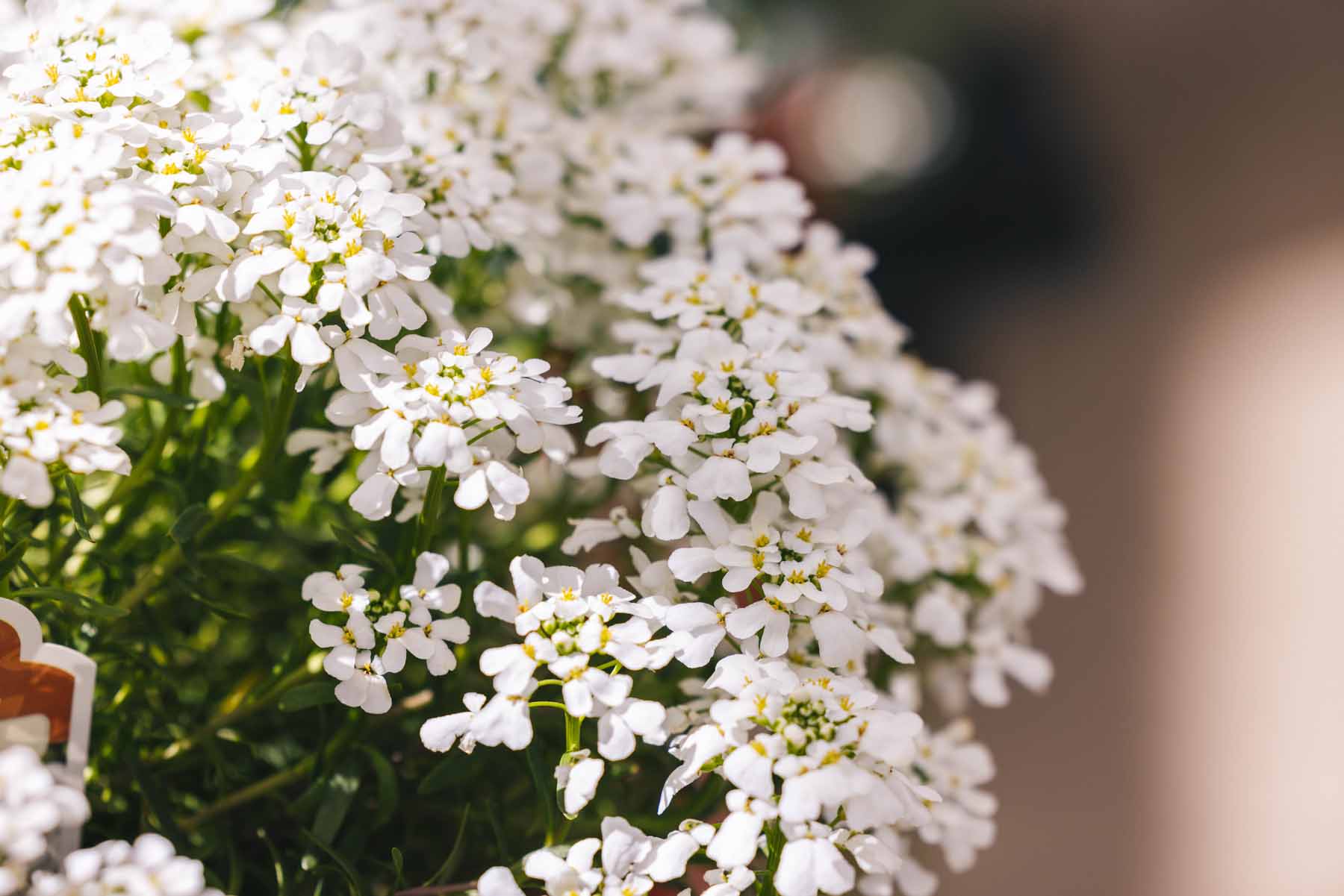 Candytuft 'Snowsation' 1 Gallon