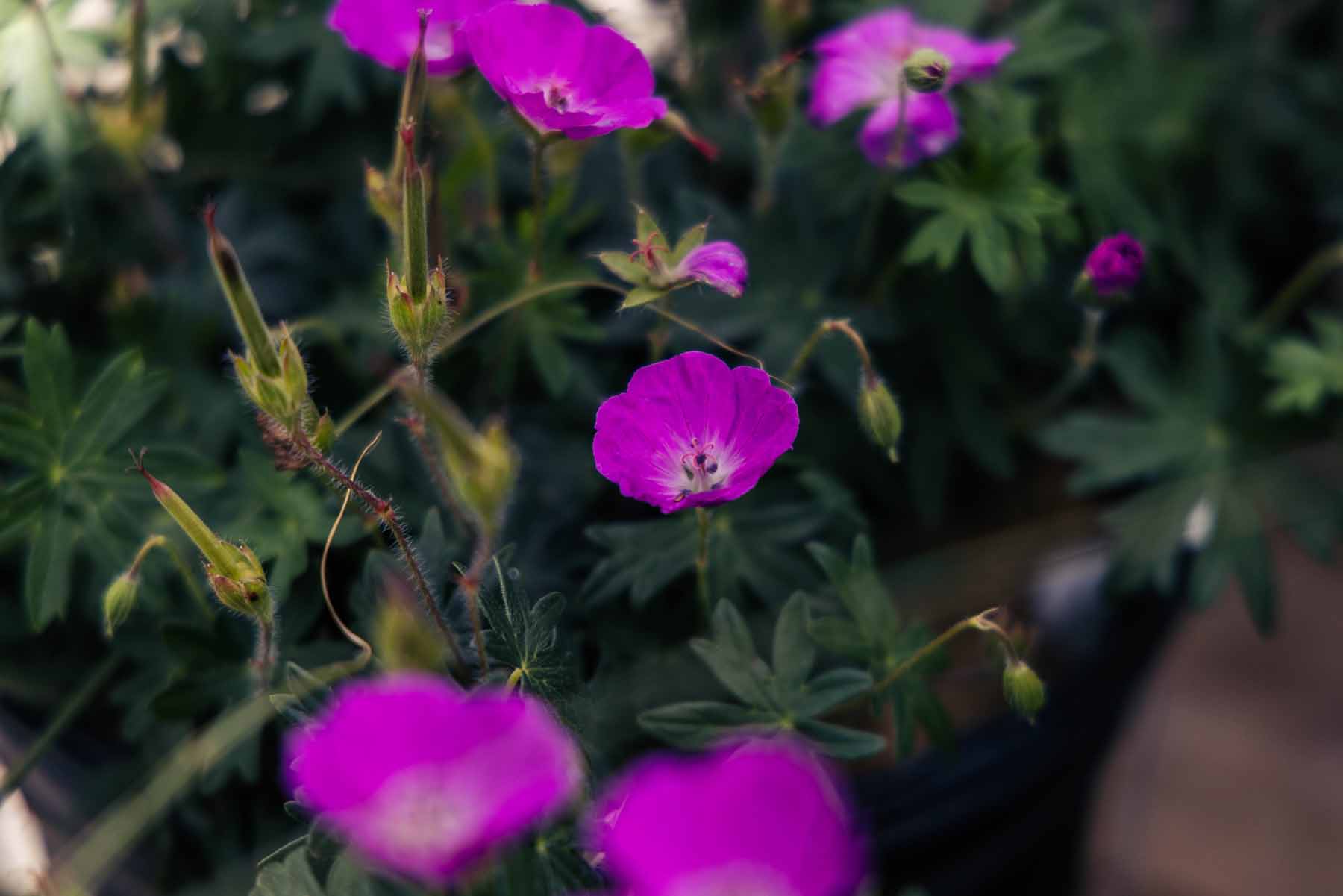 Cranesbill Geranium 'Max Frei' 2 Gallon