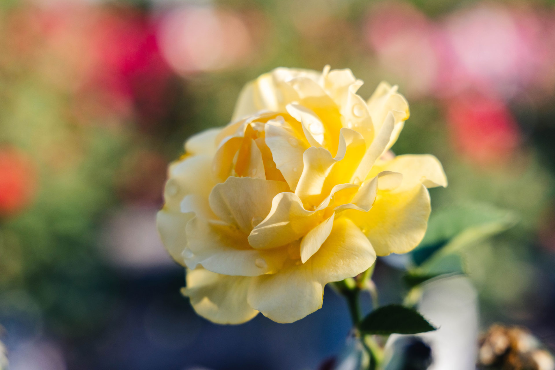 Floribunda Roses