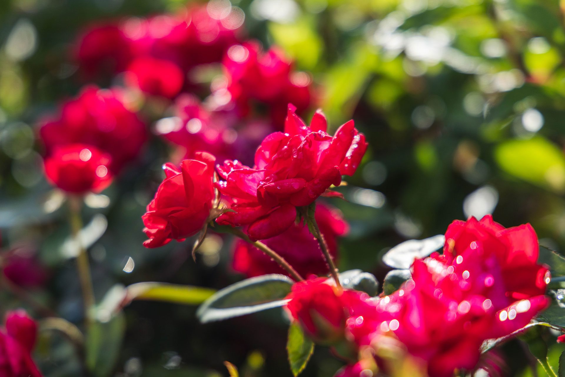 Shrub Roses