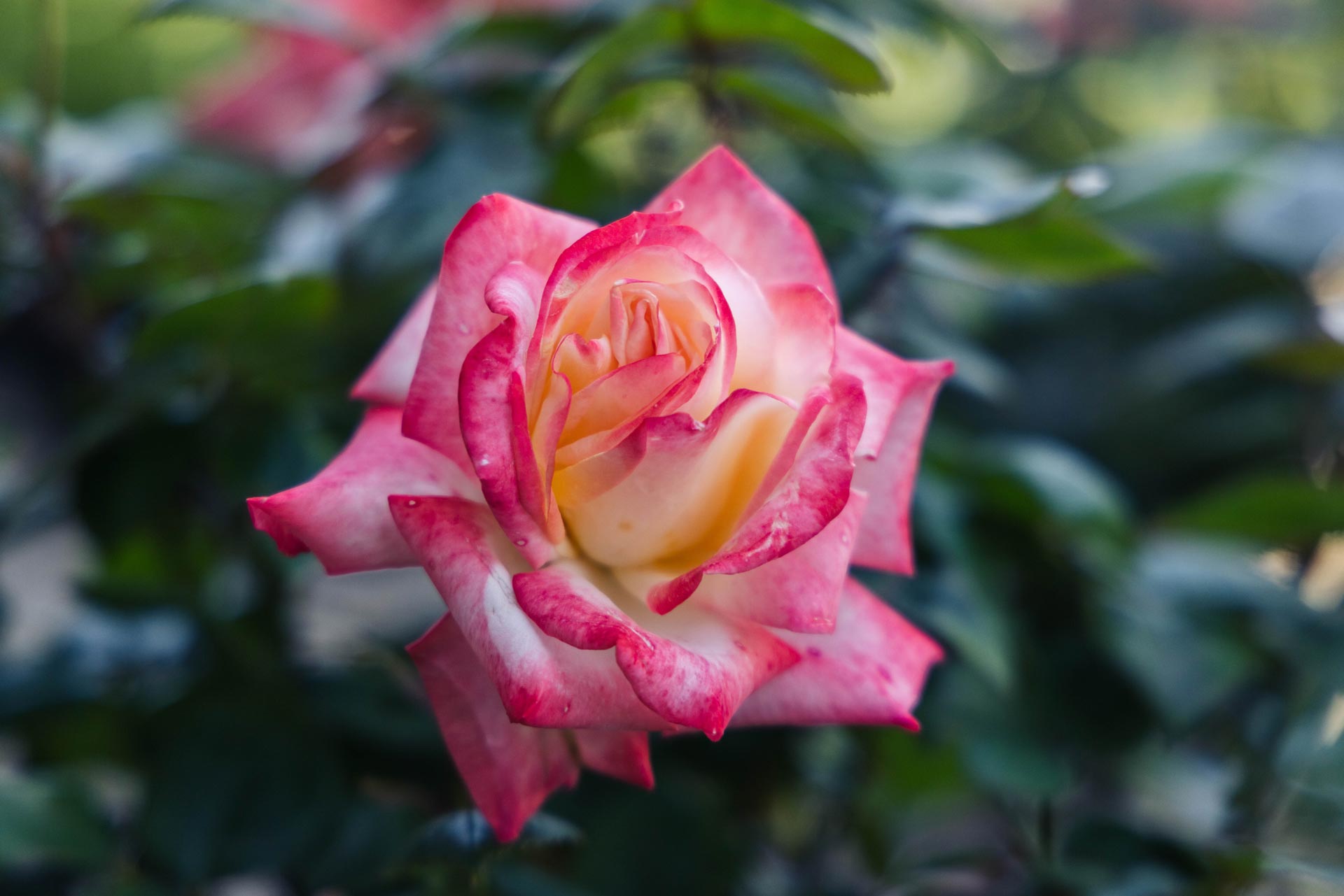 Hybrid Tea Roses