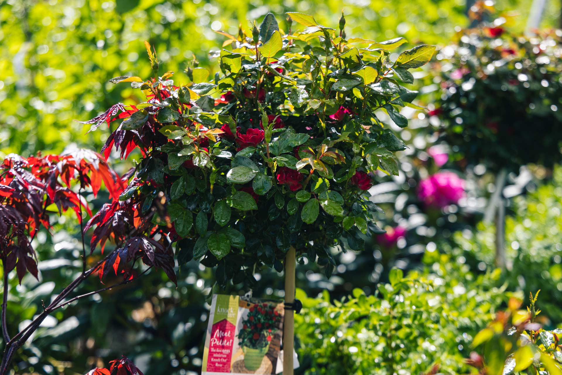 Tree Roses