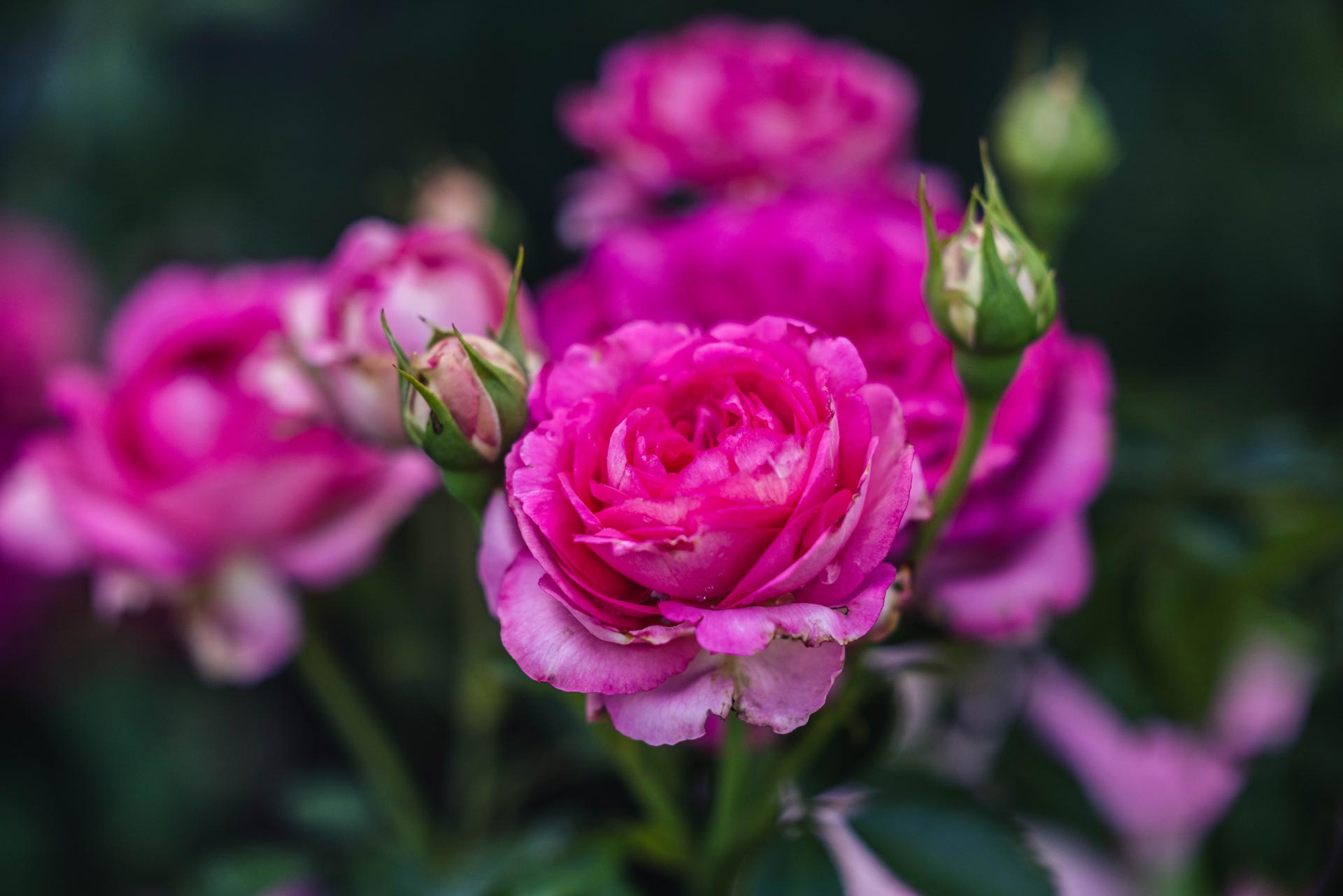 Climbing Roses