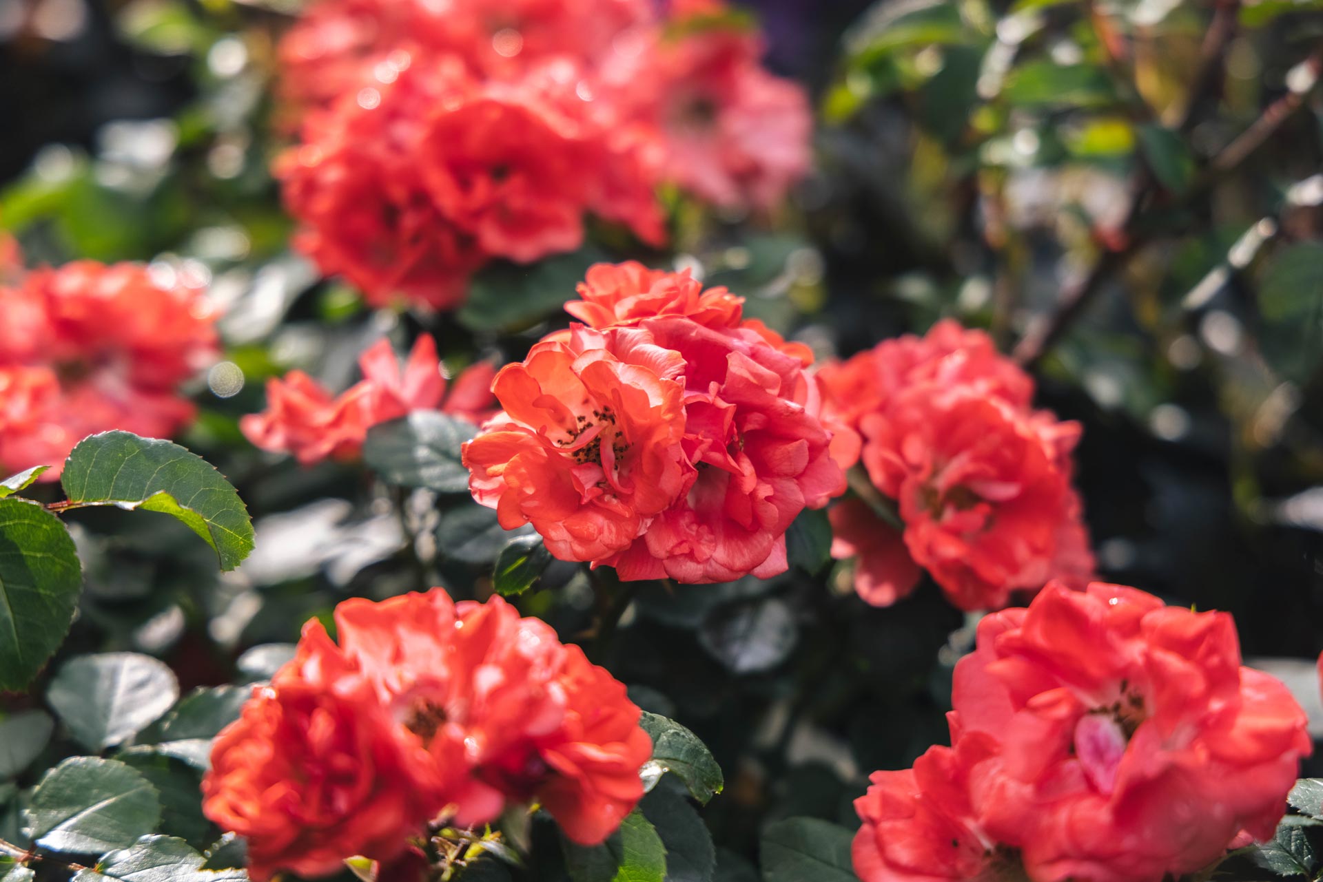 Groundcover Roses