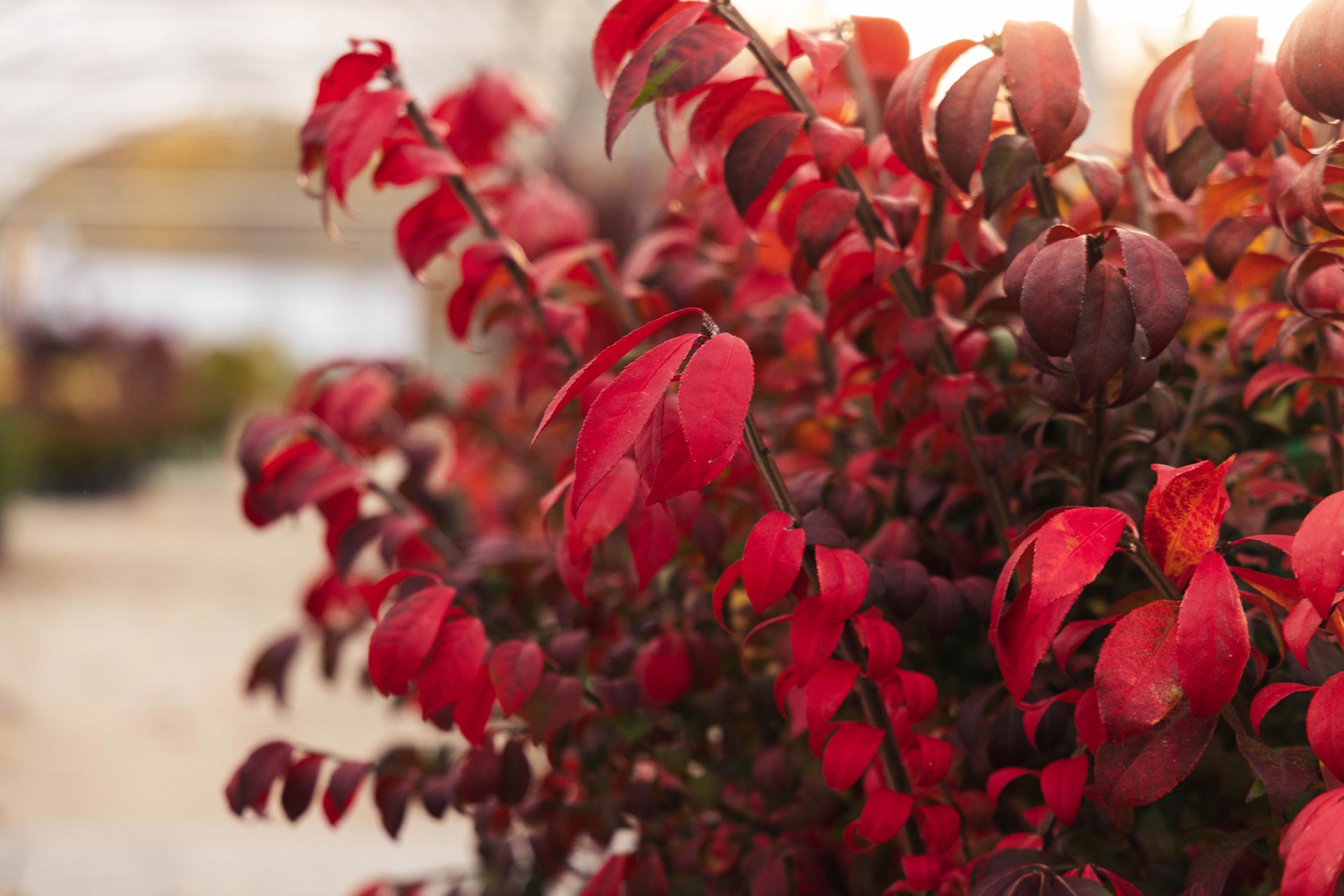 Burning Bush & Euonymus