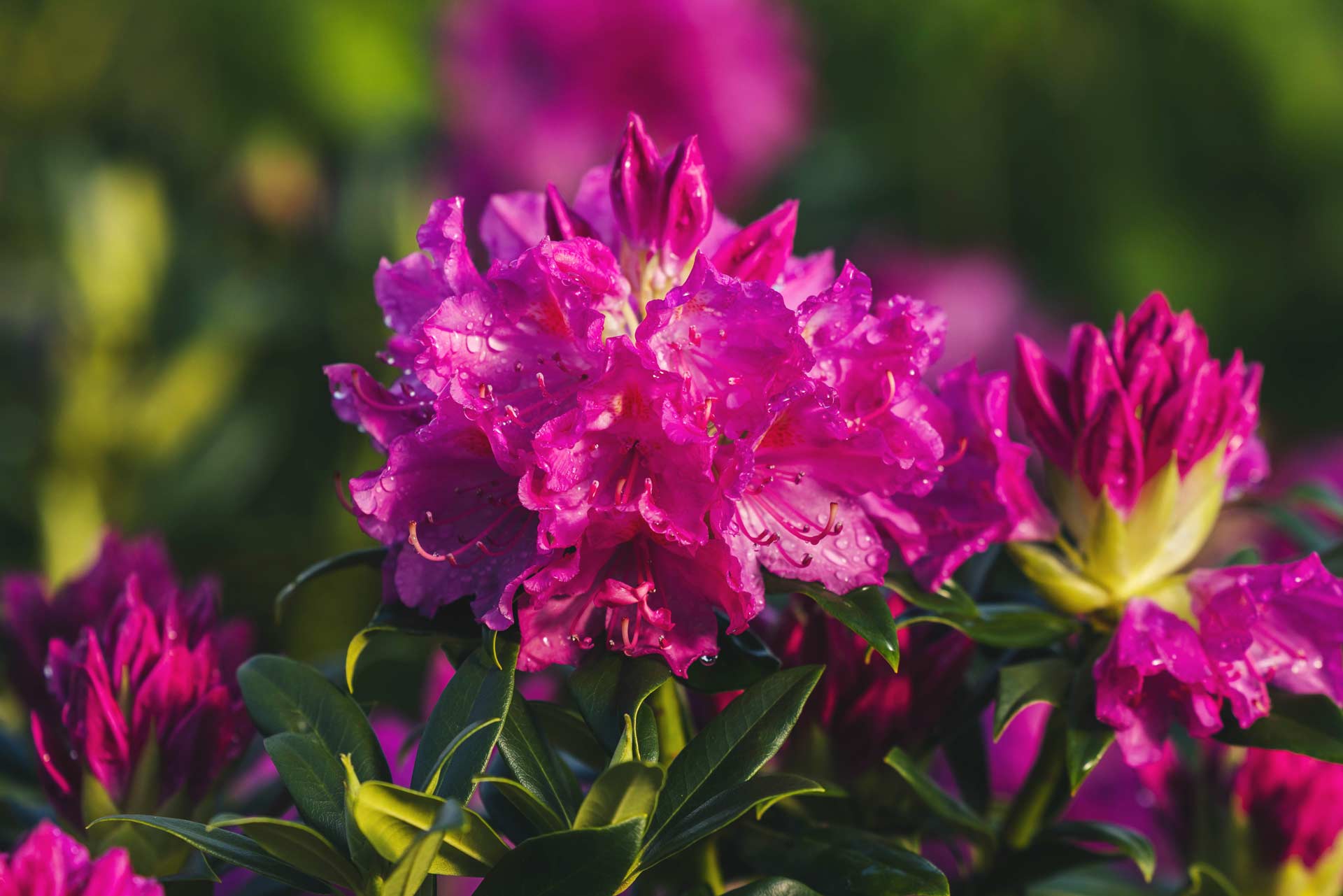 Rhododendrons