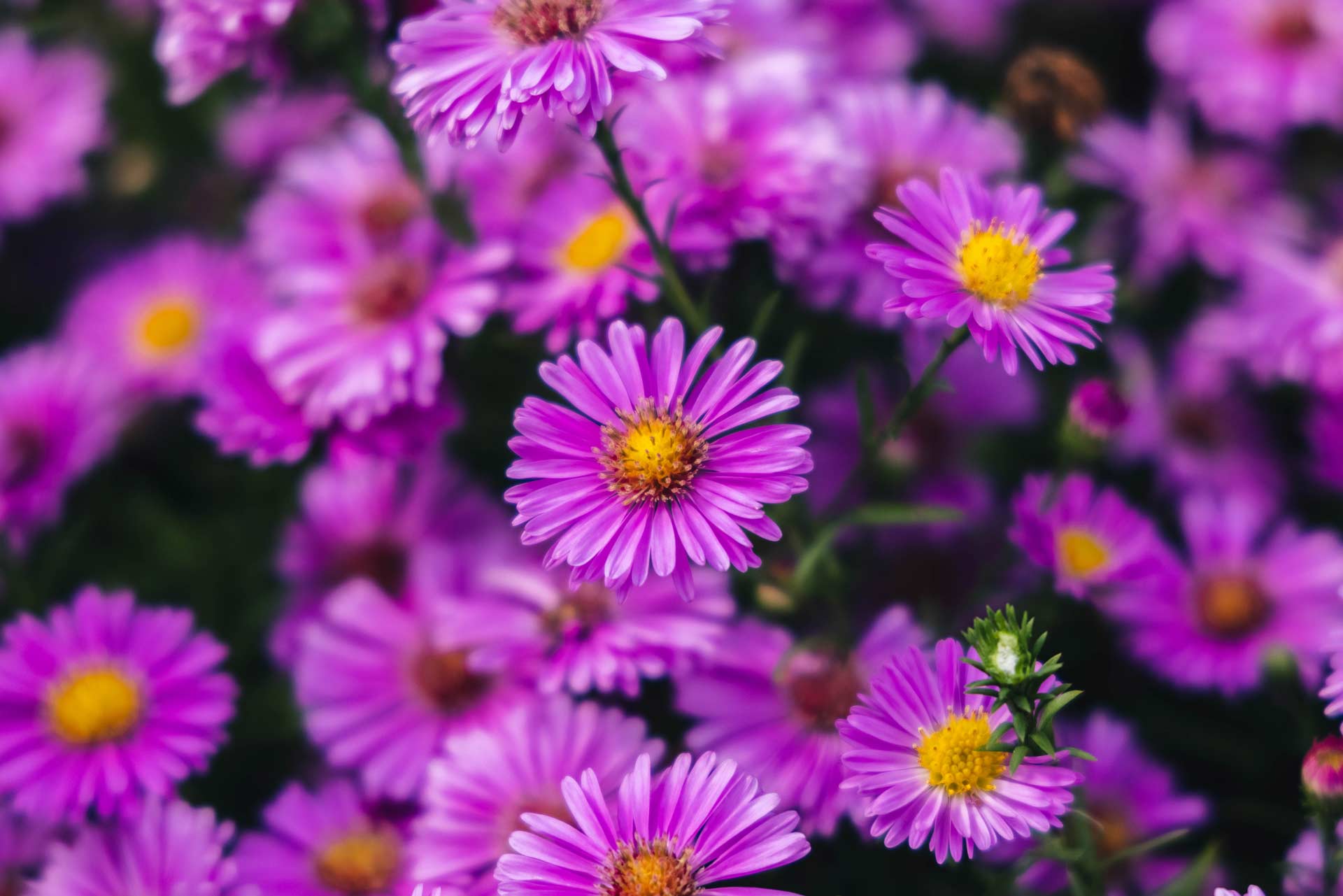 Asters