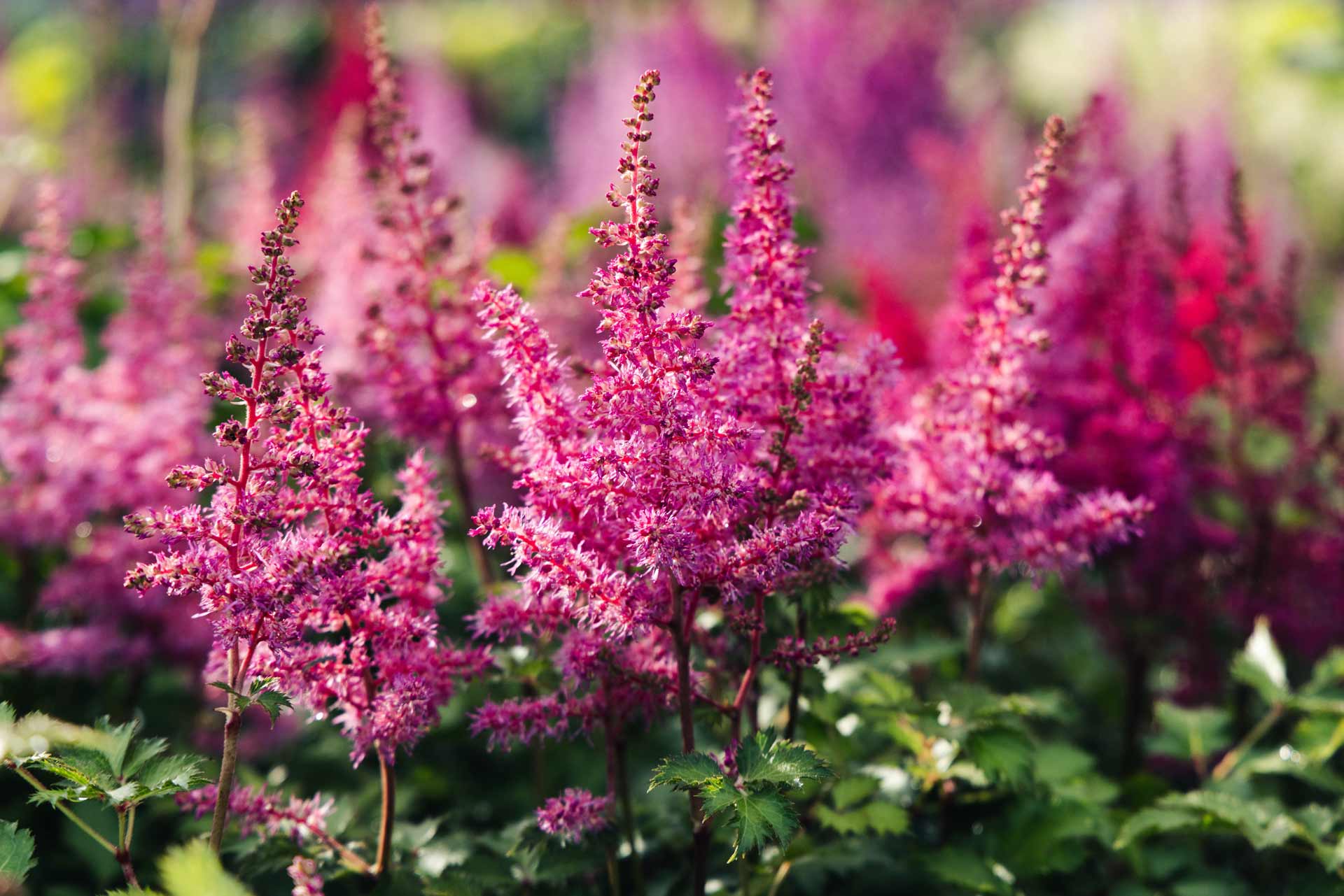 Astilbes