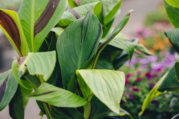 Canna Lily 'Cleopatra' 10 Inch