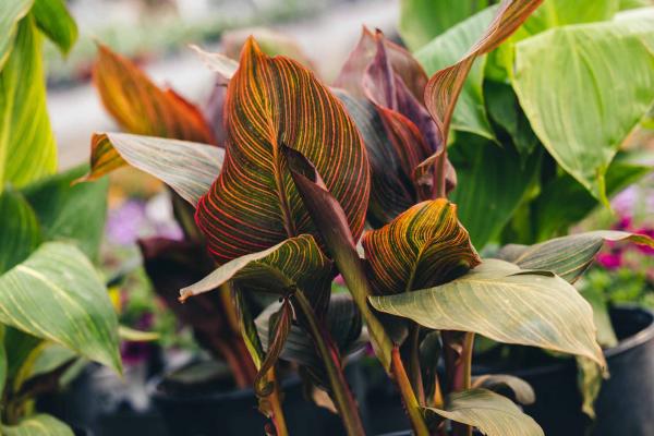 Canna Lily Tropicanna&reg; 10 Inch