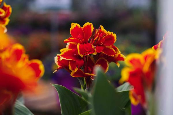 Canna Cannova&reg; Red Golden Flame 8 Inch