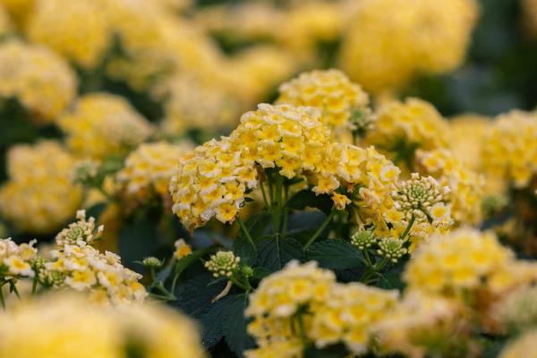 Lantana Shamrock&trade; Butterscotch Glow 8 Inch