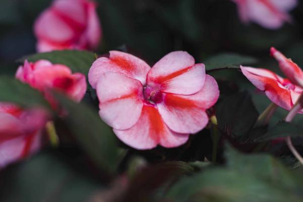 Departments - SunPatiens® Vigorous Peach Candy Quart