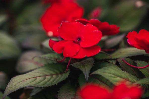 SunPatiens&reg; Compact Deep Red 8 Inch