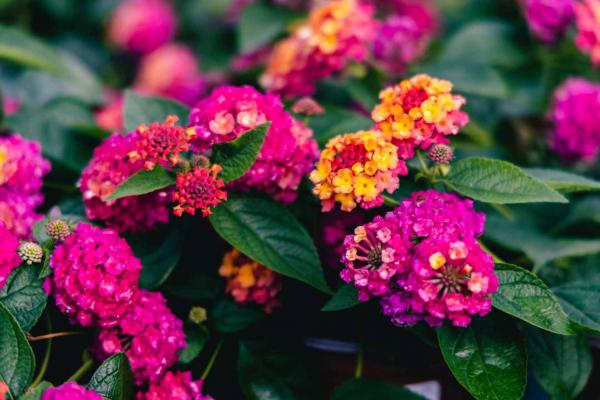 Lantana Lucky&trade; Sunrise Rose 8"