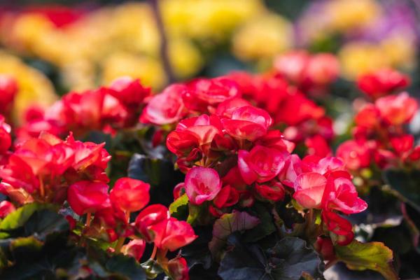 Rieger Begonia 'Peggy' 8 Inch