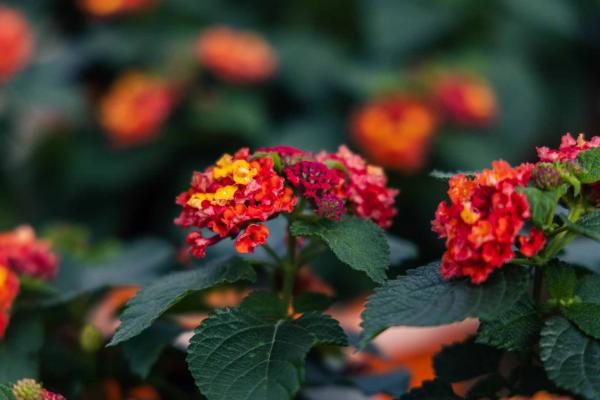 Lantana Landmark&trade; Red 8"