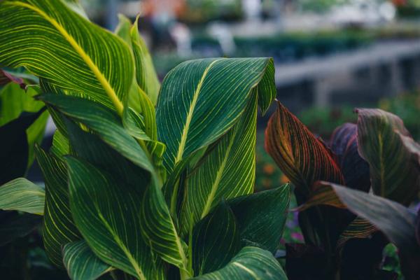 Canna Lily 'Bengal Tiger' 10 Inch