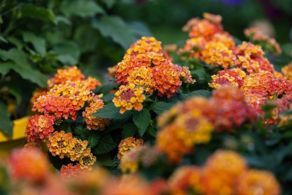 Lantana Shamrock&trade; Peach Quart
