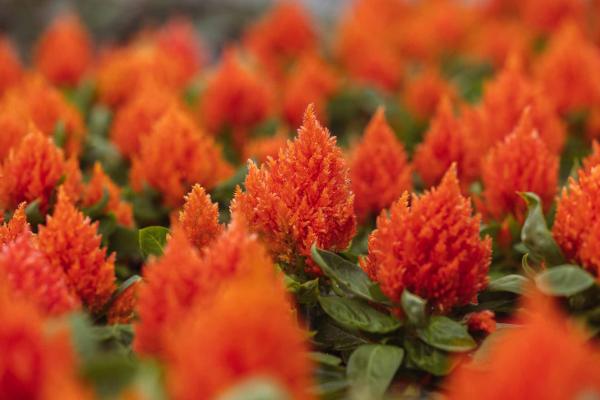 Celosia 'Kimono Red' 4 Inch