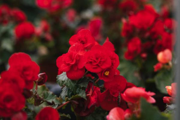 Rieger Begonia 'Bonny' Quart