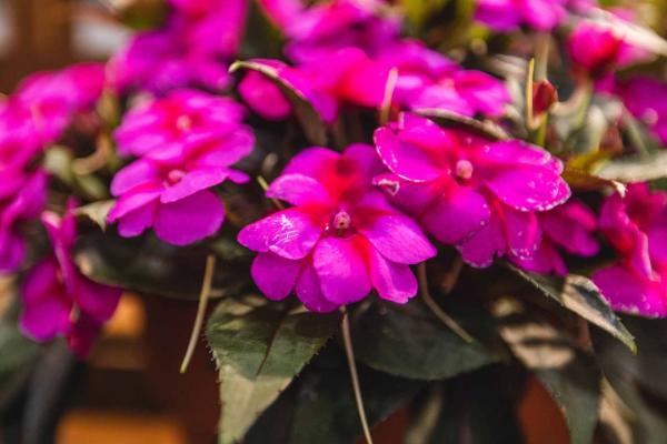 SunPatiens&reg; Compact Purple Candy Quart