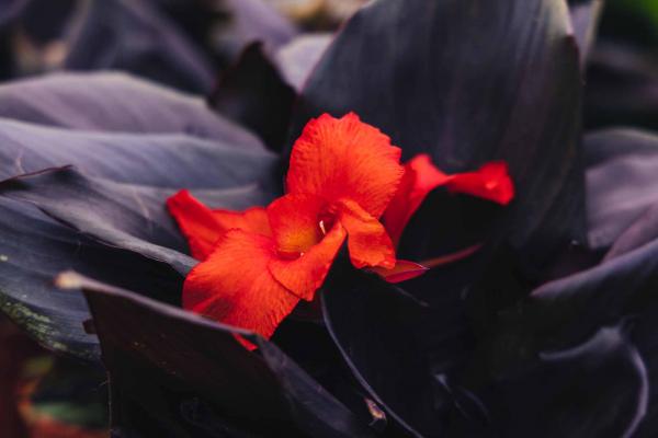 Canna Lily 'Australia' 8 Inch