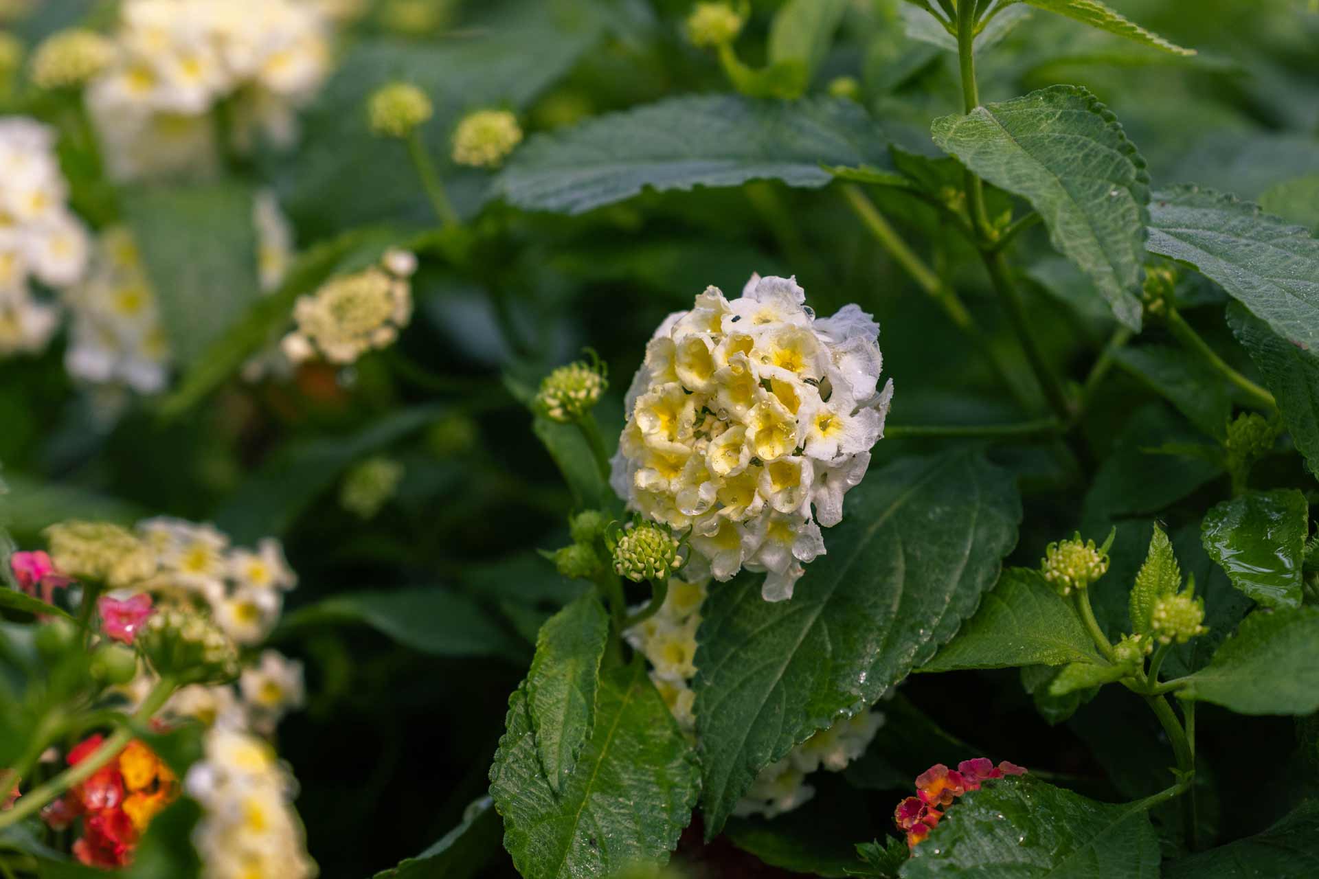 Lantana Shamrock&trade; White 8"