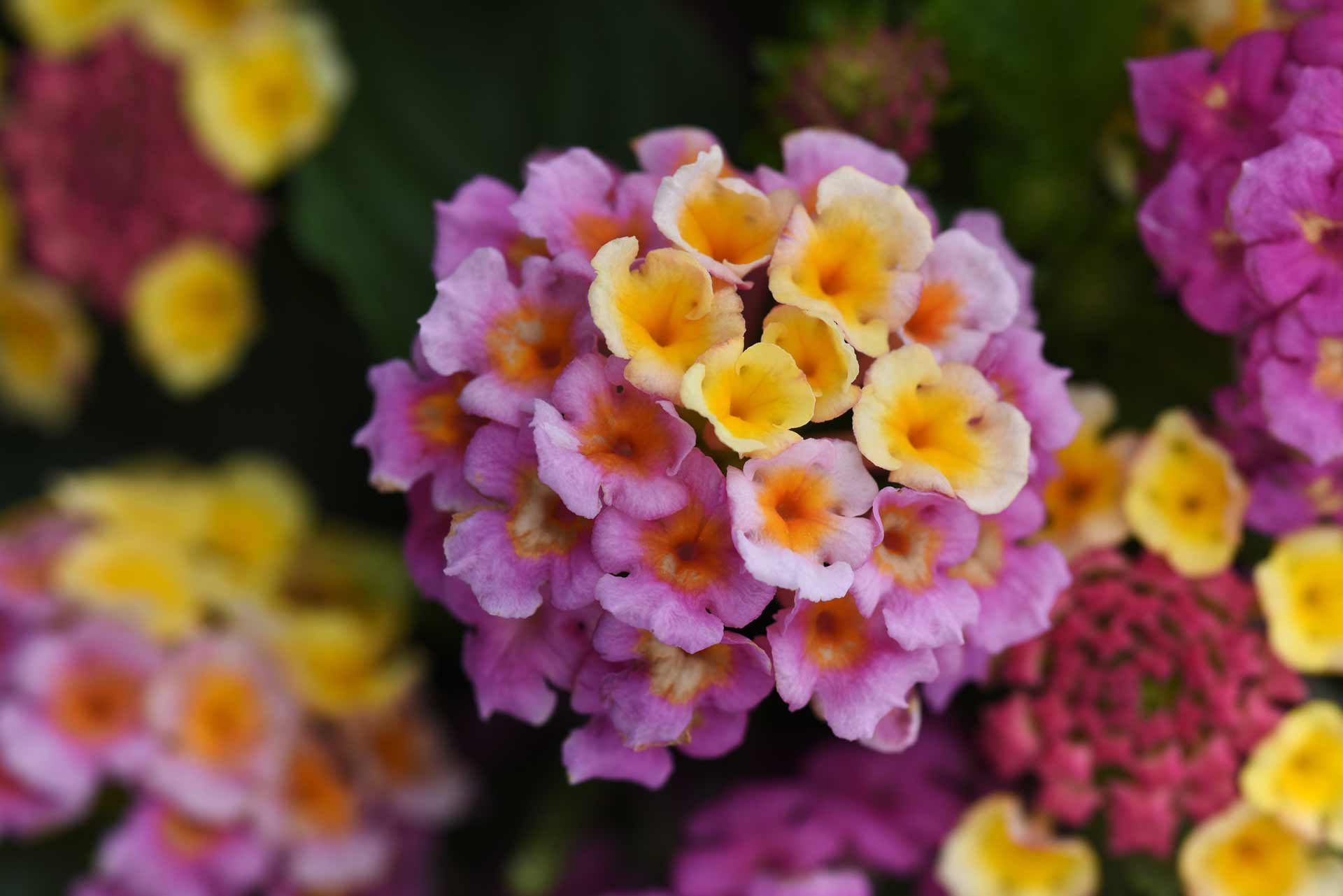 Lantana Lucky&trade; Pink Quart