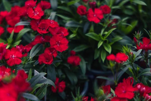 Dianthus 'Diamond Scarlet' 4 Inch
