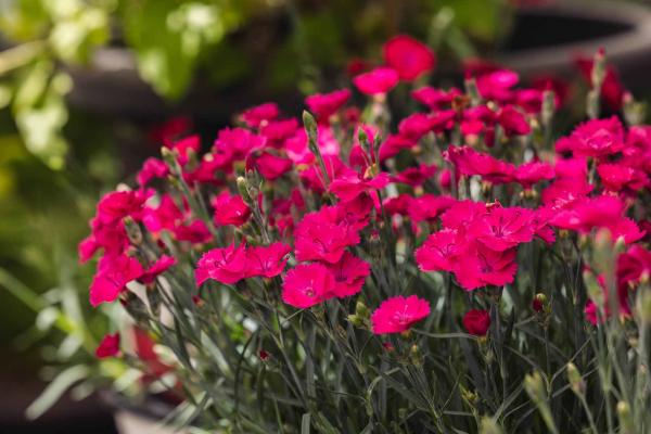 Dianthus 'Paint the Town Magenta' 1 Gallon