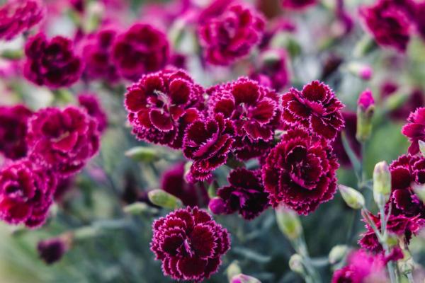 Dianthus Fruit Punch&reg; Black Cherry Frost 1 Gallon