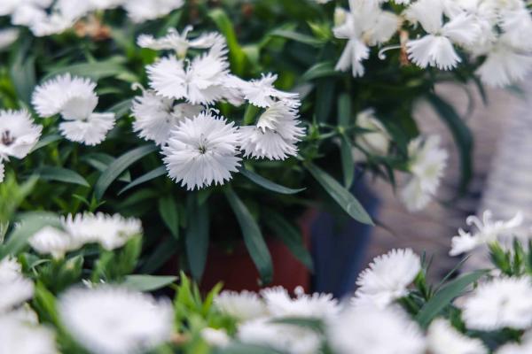 Dianthus Ideal Select&trade; White 4 Inch