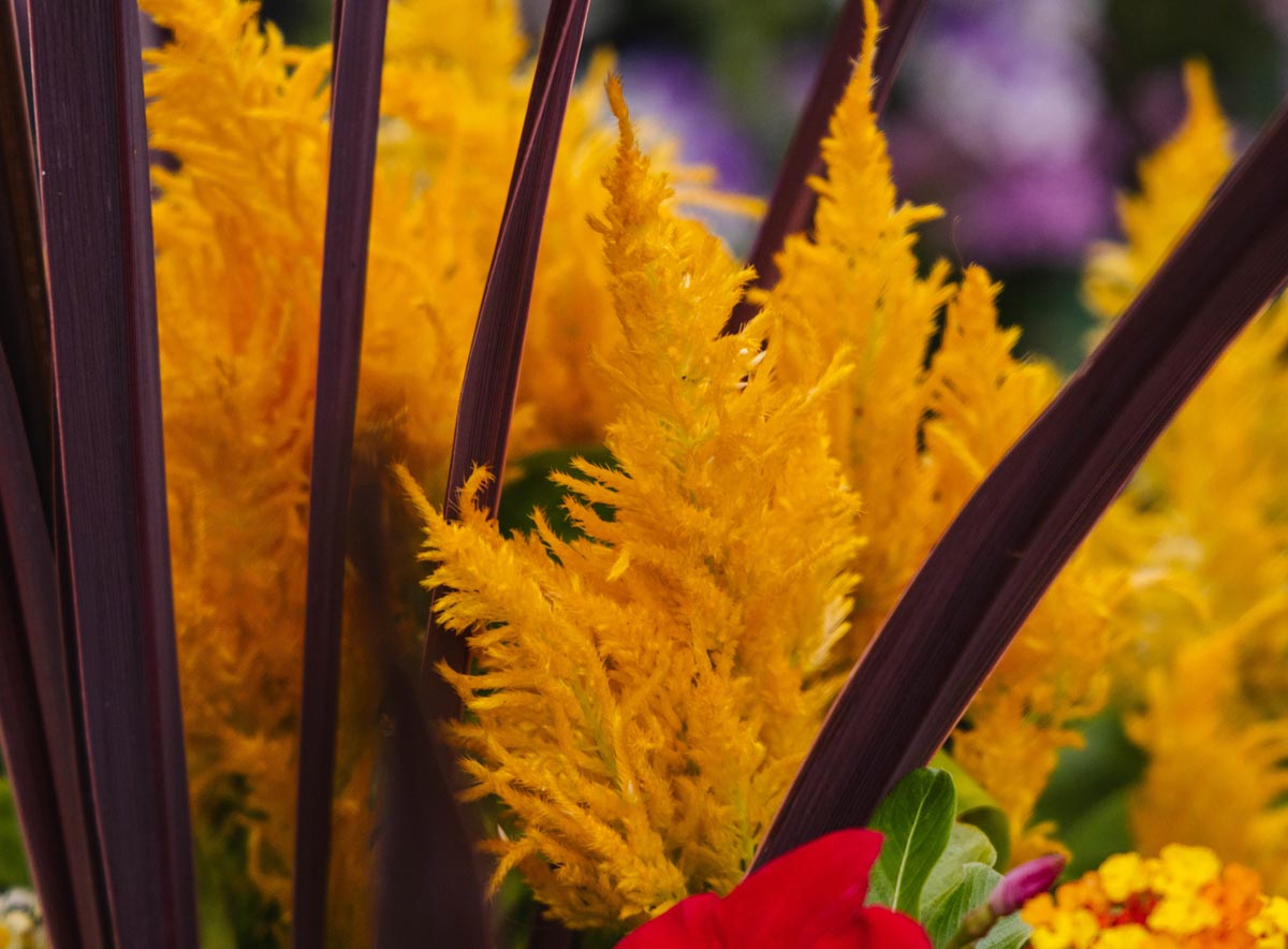 Celosia 'Flamma Golden' 8 Inch