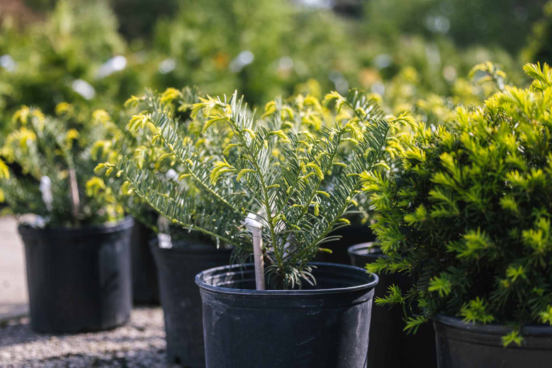 Plum Yew 'Prostrata' 3 Gallon
