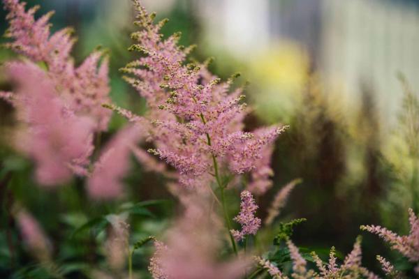 Astilbe 'Rheinland' 2 Gallon