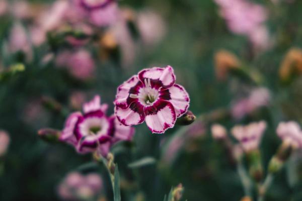 Dianthus 'Raspberry Swirl' 1 Gallon