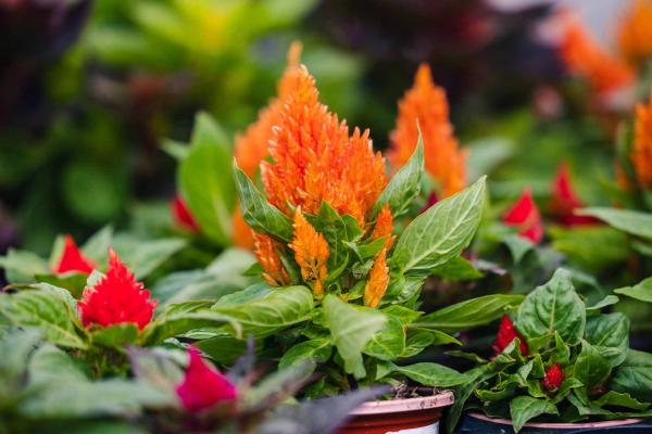 Celosia 'Kimono Mix' 4 Inch