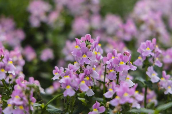 Nemesia Aromance&reg; Pink Quart