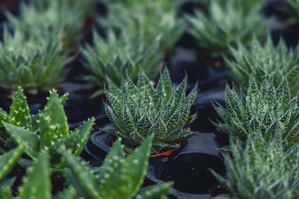 Aloe Assorted 3 Inch