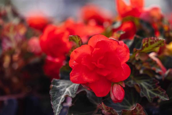 Begonia 'Unbelievable Miss Malibu' Quart