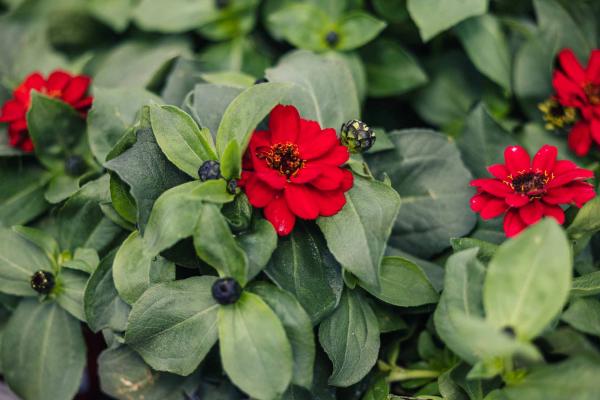 Zinnia 'Profusion Double Red' 4 Inch