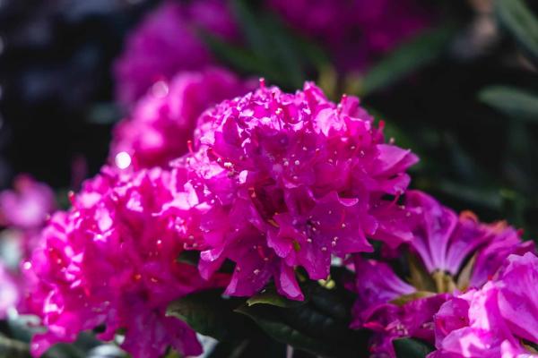 Rhododendron 'Roseum Elegans' 3 Gallon