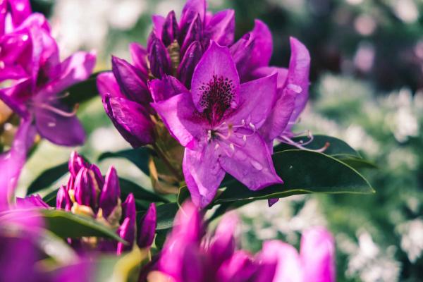 Rhododendron 'Anah Kruschke' 7 Gallon