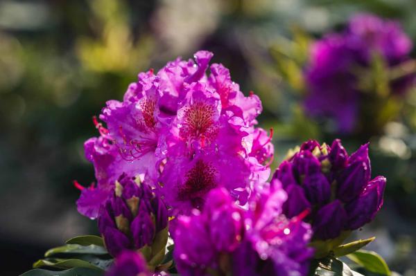 Rhododendron Dandy Man&reg; Purple 7 Gallon